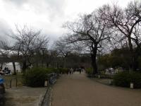 円山公園の桜0319_2.JPGのサムネイル画像