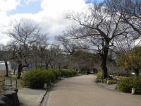 円山公園桜0311