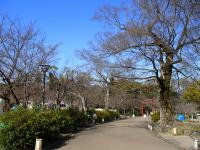 円山公園の桜0322