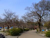 円山公園の桜0323