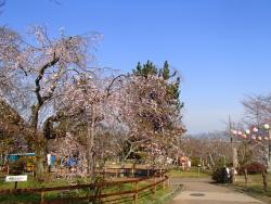 園内の桜0329