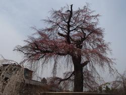 祗園しだれ桜0330