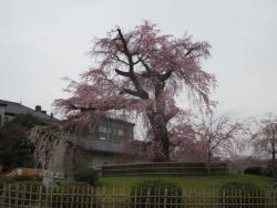 祗園しだれ桜0401