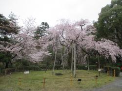 園内の桜②0401