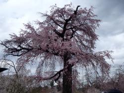 祗園しだれ桜0402