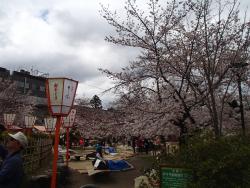 園内の桜②0402