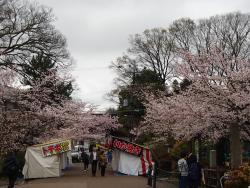 園内の桜②0404