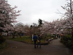 園内の桜④0404