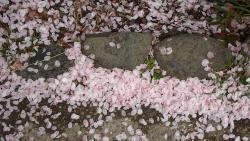 園内の桜⑥0408