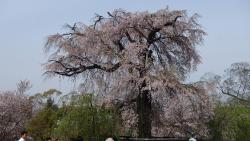 祗園しだれ桜②0409