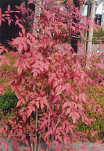 写真：吹きさらしで紅葉したナンテン（１月）（梅小路公園）