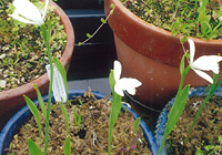 写真：トキソウ（白花）の栽培状態