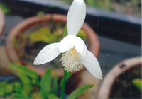 写真：トキソウの花（白花）5月