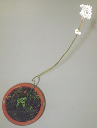 写真：「ケファロツス」の開花花茎の長さは約20cm（2008年3月）