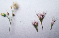 写真：キク科の頭花。ヒメムカシヨモギ（左）とフジバカマ（右）