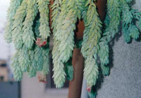 写真：玉綴り（セドウム・モルガニアヌム）の開花株（７月撮影）