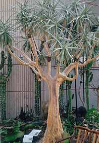 写真：植物温室のアロエ・デイコトマの大株（樹高約4ｍ）