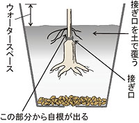 写真：ボタンの接ぎ木苗の植え方