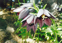 写真：クロユリ（エゾクロユリ） の花。（植物園の冷房室で）