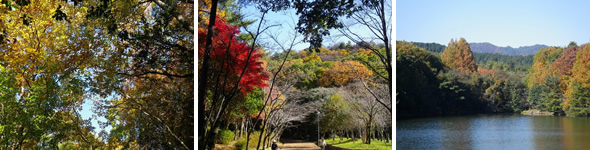 写真：秋の宝が池公園イメージ