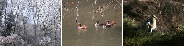 写真：冬の宝が池公園イメージ