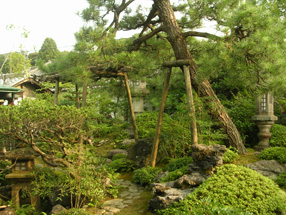 大橋家庭園(苔涼庭)の画像