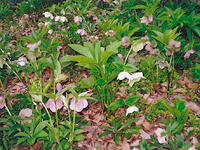 写真：開花とこぼれ種からの発芽苗（本年＝2009年3月撮影）