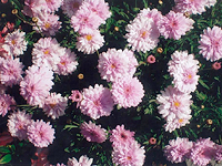 写真：桃色中輪八重咲きの品種