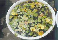 写真：ウォーターポピーの容器栽培　10号鉢に植えて、沈める（水深約10ｃｍ）