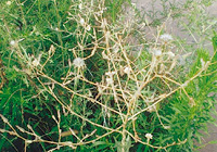 写真：トゲチシャの開花状態