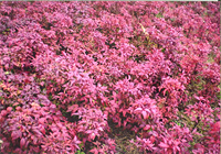 写真：紅葉したオタフクナンテン（1月）（朱雀の庭）