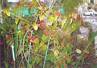 写真：玄関入口前のチャイニーズハットの鉢植え（１月）