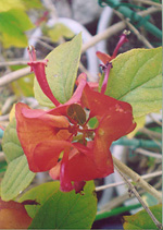 写真：チャイニーズハットの萼と花弁（開花）