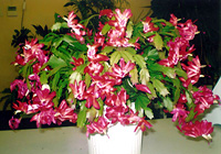 写真：見事に咲きそろったシャコバサボテン（６号鉢　12月）