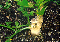 写真：切り口の左下の台木のカラタチから芽が出ている状態。右側の直立した主枝は穂木のウンシュウミカン（9月撮影）