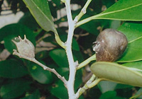 写真：イスノタマフシアブラムシの虫こぶ（右）とイスノキの果実（左）