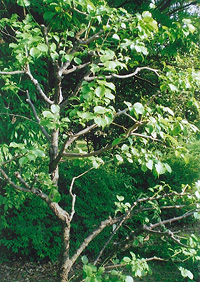 写真：剪定後のウメの木（6月上旬）