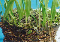 写真：トキソウの根鉢（根茎と植え込み材料）・下は日向土の細粒・上面約1cmは水苔