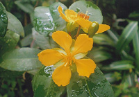 写真：オクナ・カーキーの開花