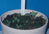 写真：「G.チンクトリア」の発芽苗（2007年7月）