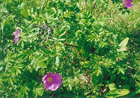写真：「ハマナス」の開花（赤紫色一重）梅小路公園（6月）