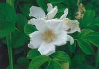 写真：「ハマナス」の花（白花一重）梅小路公園（7月）