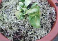 写真：水苔に植え替えて10カ月後の「ケファロツス」（2007年5月）