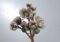 写真：「ケファロツス」の花茎の先端の拡大写真（2008年3月）