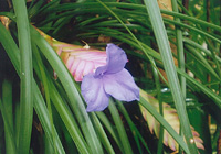 写真：鉢花として流通するT.キアネア（エクアドル産）