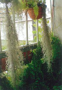 写真：筆者自宅のサルオガセモドキの栽培状態（左は葉の長さ3～4ｃｍ、右は葉の長さ5～6ｃｍ）