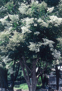 写真：シマサルスベリの開花（8月、梅小路公園）