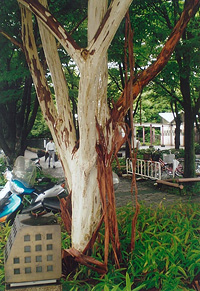 写真：シマサルスベリの幹の皮がはがれている状態（梅小路公園）