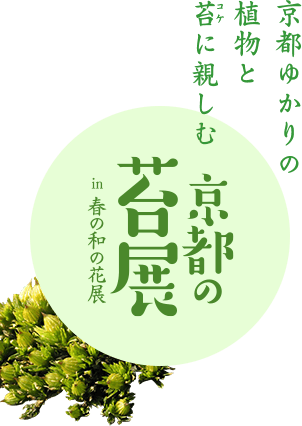 京都の苔展