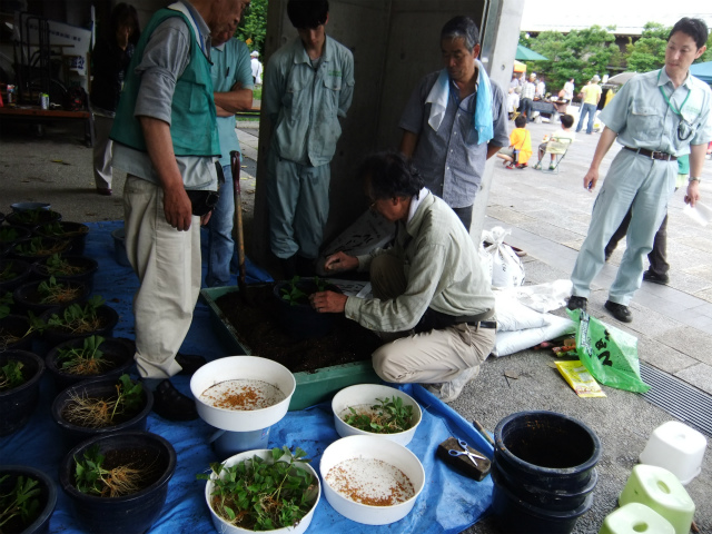 フジバカマ　作業風景.jpg